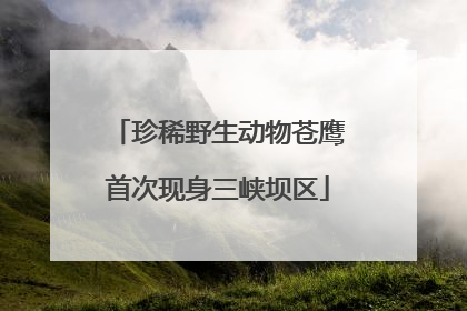 珍稀野生动物苍鹰首次现身三峡坝区