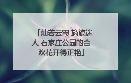 灿若云霞 旖旎迷人 石家庄公园的合欢花开得正艳