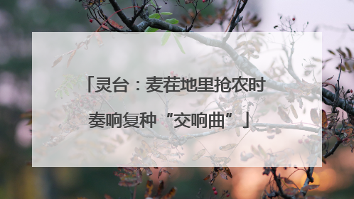 灵台：麦茬地里抢农时 奏响复种“交响曲”