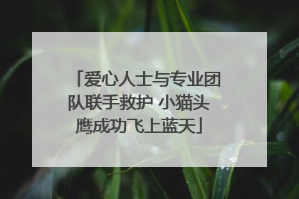 爱心人士与专业团队联手救护 小猫头鹰成功飞上蓝天