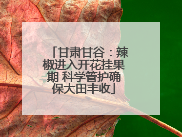 甘肃甘谷：辣椒进入开花挂果期 科学管护确保大田丰收
