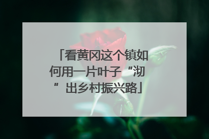 看黄冈这个镇如何用一片叶子“沏”出乡村振兴路