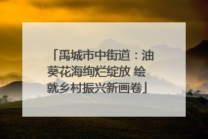 禹城市中街道：油葵花海绚烂绽放 绘就乡村振兴新画卷