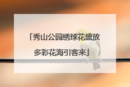 秀山公园绣球花盛放 多彩花海引客来