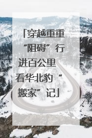 穿越重重“阻碍”行进百公里 看华北豹“搬家”记