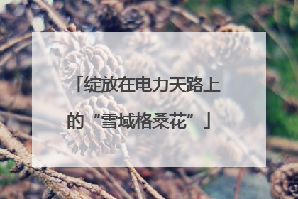 绽放在电力天路上的“雪域格桑花”