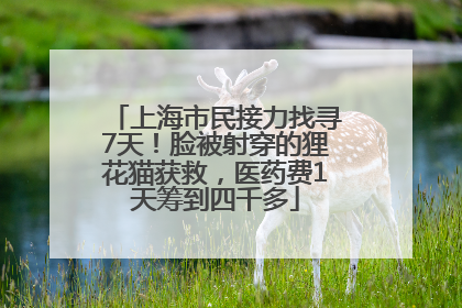 上海市民接力找寻7天！脸被射穿的狸花猫获救，医药费1天筹到四千多