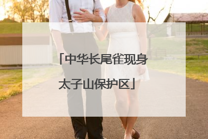 中华长尾雀现身太子山保护区