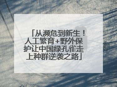 从濒危到新生！人工繁育+野外保护让中国绿孔雀走上种群逆袭之路