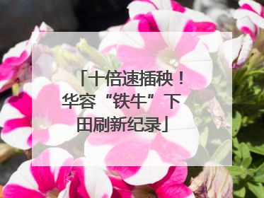 十倍速插秧！华容“铁牛”下田刷新纪录