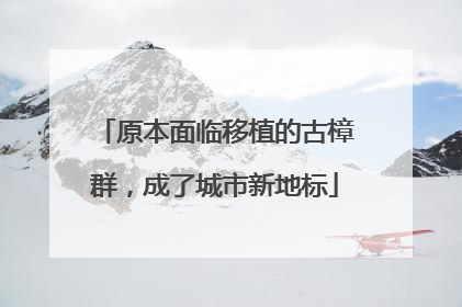 原本面临移植的古樟群，成了城市新地标