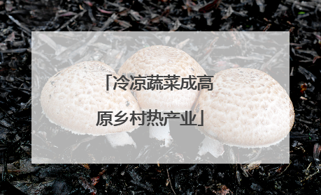 冷凉蔬菜成高原乡村热产业