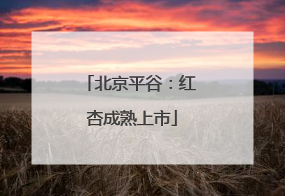 北京平谷：红杏成熟上市