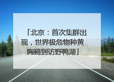 北京：首次集群出现，世界极危物种黄胸鹀到访野鸭湖