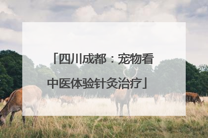 四川成都：宠物看中医体验针灸治疗