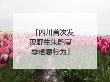四川首次发现野生朱鹮夏季栖息行为