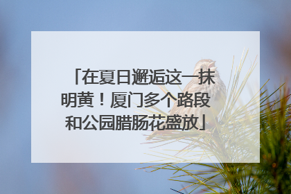 在夏日邂逅这一抹明黄！厦门多个路段和公园腊肠花盛放