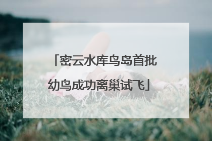 密云水库鸟岛首批幼鸟成功离巢试飞