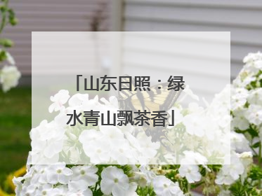 山东日照：绿水青山飘茶香