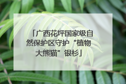 广西花坪国家级自然保护区守护“植物大熊猫”银杉