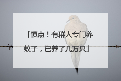 慎点！有群人专门养蚊子，已养了几万只