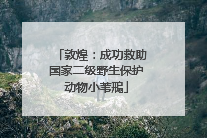 敦煌：成功救助国家二级野生保护动物小苇鳽