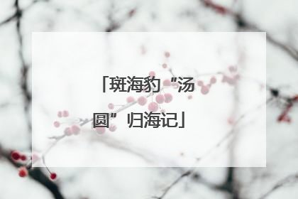 斑海豹“汤圆”归海记