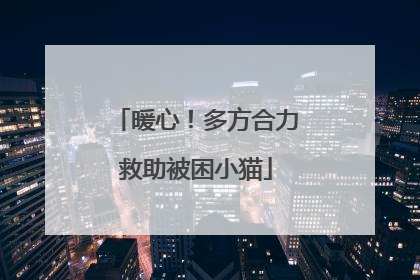 暖心！多方合力救助被困小猫