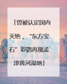 曾被认定国内灭绝，“东方宝石”彩鹮再现孟津黄河湿地