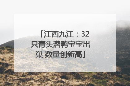 江西九江：32只青头潜鸭宝宝出巢 数量创新高