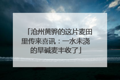 沧州黄骅的这片麦田里传来喜讯：一水未浇的旱碱麦丰收了