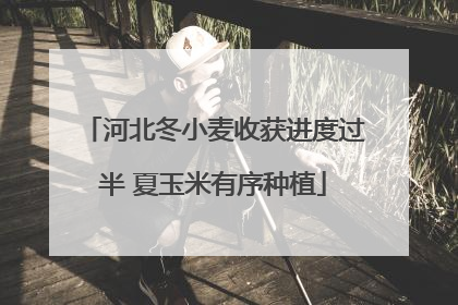 河北冬小麦收获进度过半 夏玉米有序种植