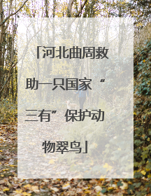 河北曲周救助一只国家“三有”保护动物翠鸟