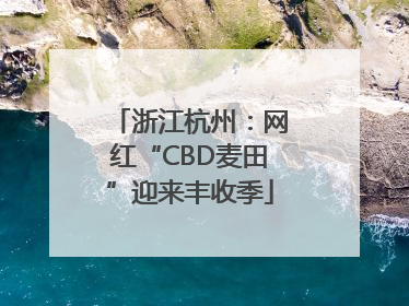浙江杭州：网红“CBD麦田”迎来丰收季