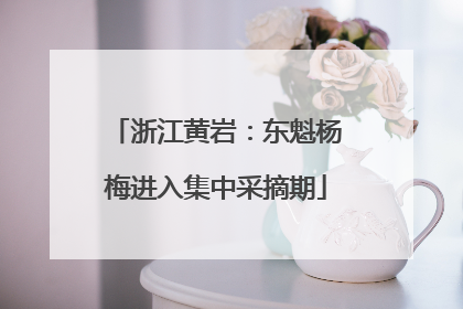 浙江黄岩：东魁杨梅进入集中采摘期