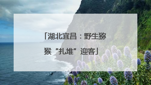 湖北宜昌：野生猕猴“扎堆”迎客