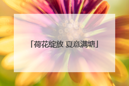 荷花绽放 夏意满塘