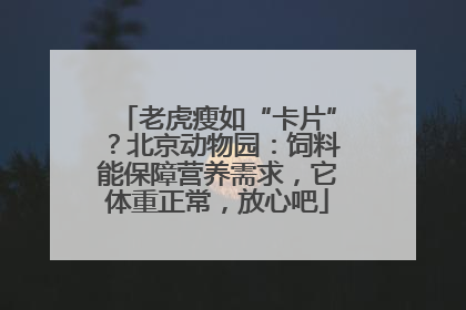 老虎瘦如“卡片”？北京动物园：饲料能保障营养需求，它体重正常，放心吧