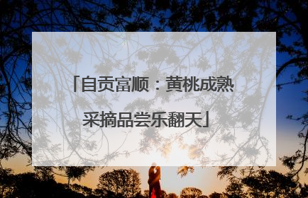 自贡富顺：黄桃成熟 采摘品尝乐翻天