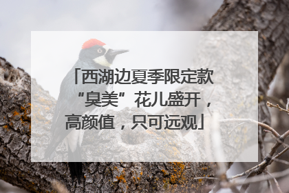 西湖边夏季限定款“臭美”花儿盛开，高颜值，只可远观