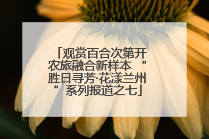 观赏百合次第开 农旅融合新样本 “胜日寻芳·花漾兰州”系列报道之七