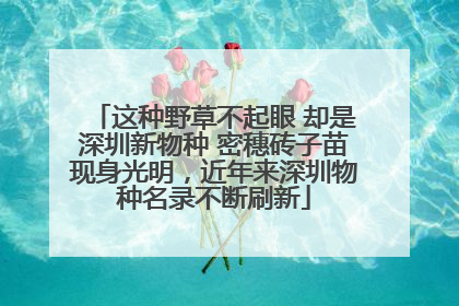 这种野草不起眼 却是深圳新物种 密穗砖子苗现身光明，近年来深圳物种名录不断刷新