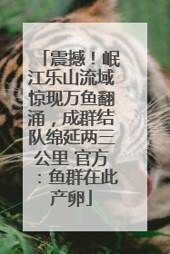 震撼！岷江乐山流域惊现万鱼翻涌，成群结队绵延两三公里 官方：鱼群在此产卵
