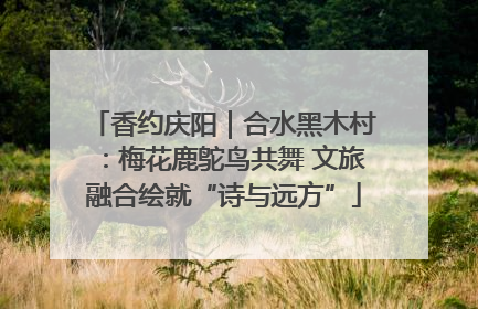 香约庆阳｜合水黑木村：梅花鹿鸵鸟共舞 文旅融合绘就“诗与远方”