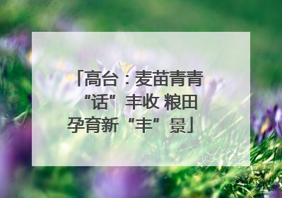 高台：麦苗青青“话”丰收 粮田孕育新“丰”景