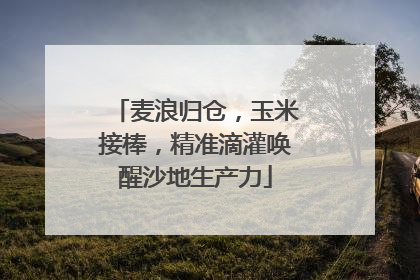 麦浪归仓，玉米接棒，精准滴灌唤醒沙地生产力