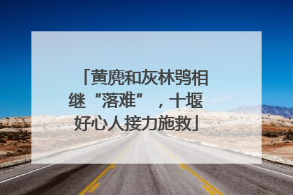 黄麂和灰林鸮相继“落难”，十堰好心人接力施救
