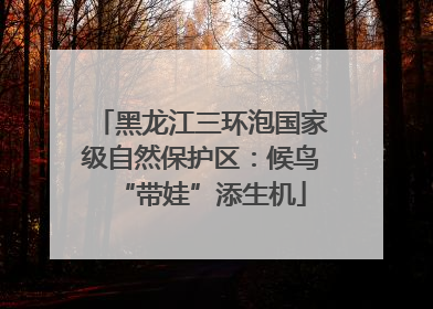 黑龙江三环泡国家级自然保护区：候鸟“带娃”添生机