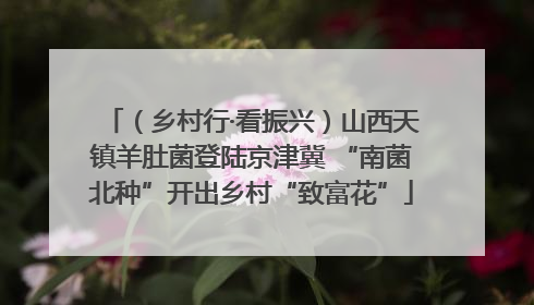 （乡村行·看振兴）山西天镇羊肚菌登陆京津冀 “南菌北种”开出乡村“致富花”