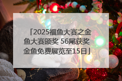 2025福鱼大赛之金鱼大赛颁奖 56尾获奖金鱼免费展览至15日